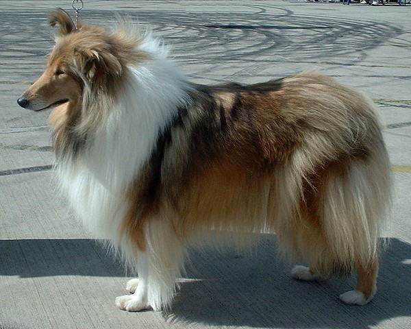Colley Top 13 des races de chiens pour les enfants
