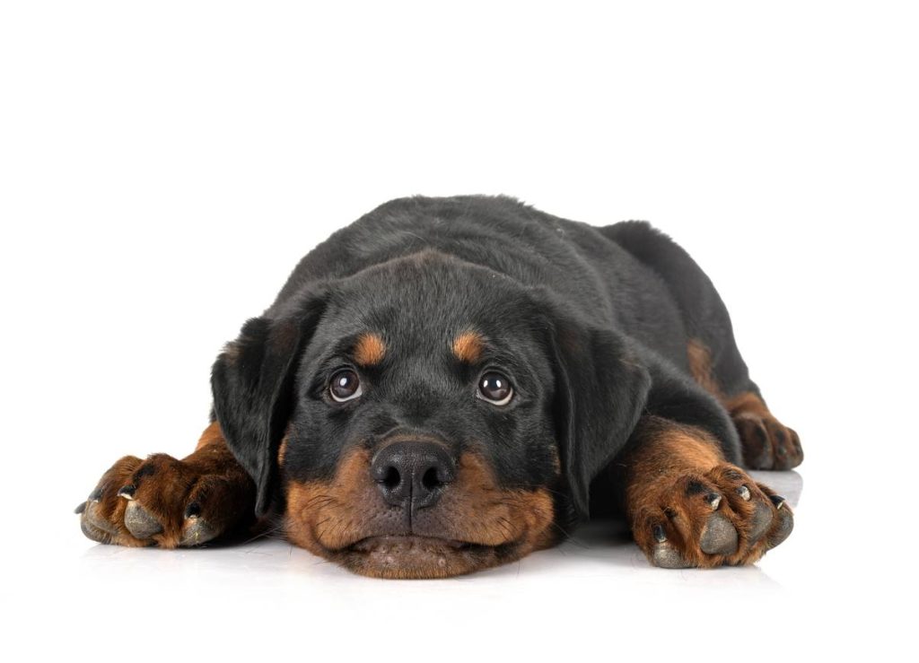 adopter un rottweiler