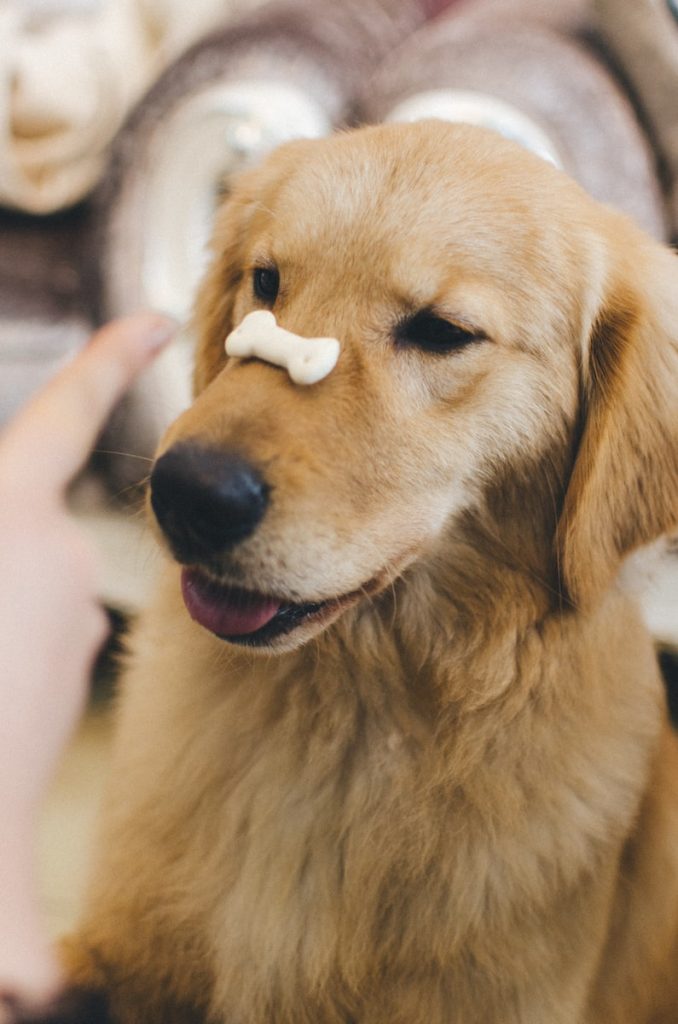 Top 17 des races de chiens les plus intelligentes