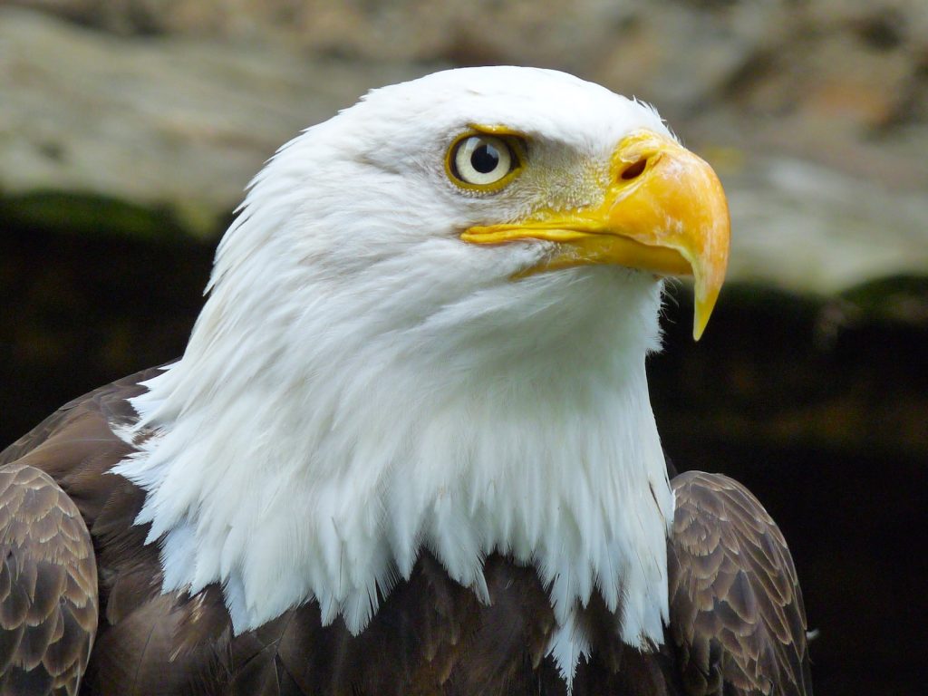 Aigle Liste des animaux de A à Z