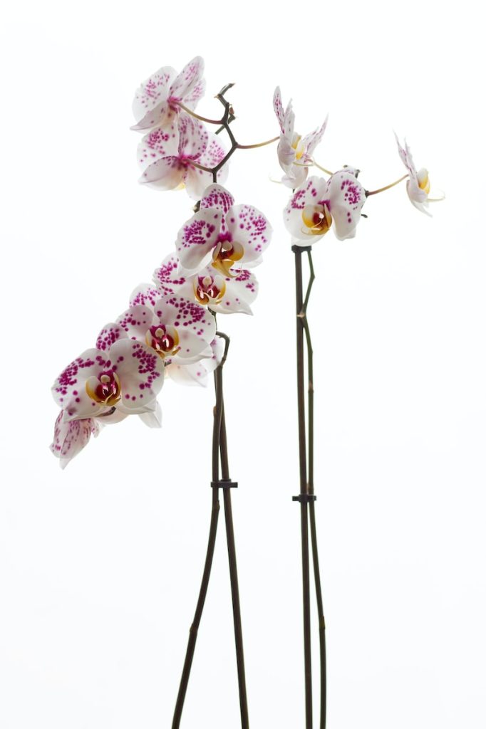 Orchidée top plus belles plante intérieur