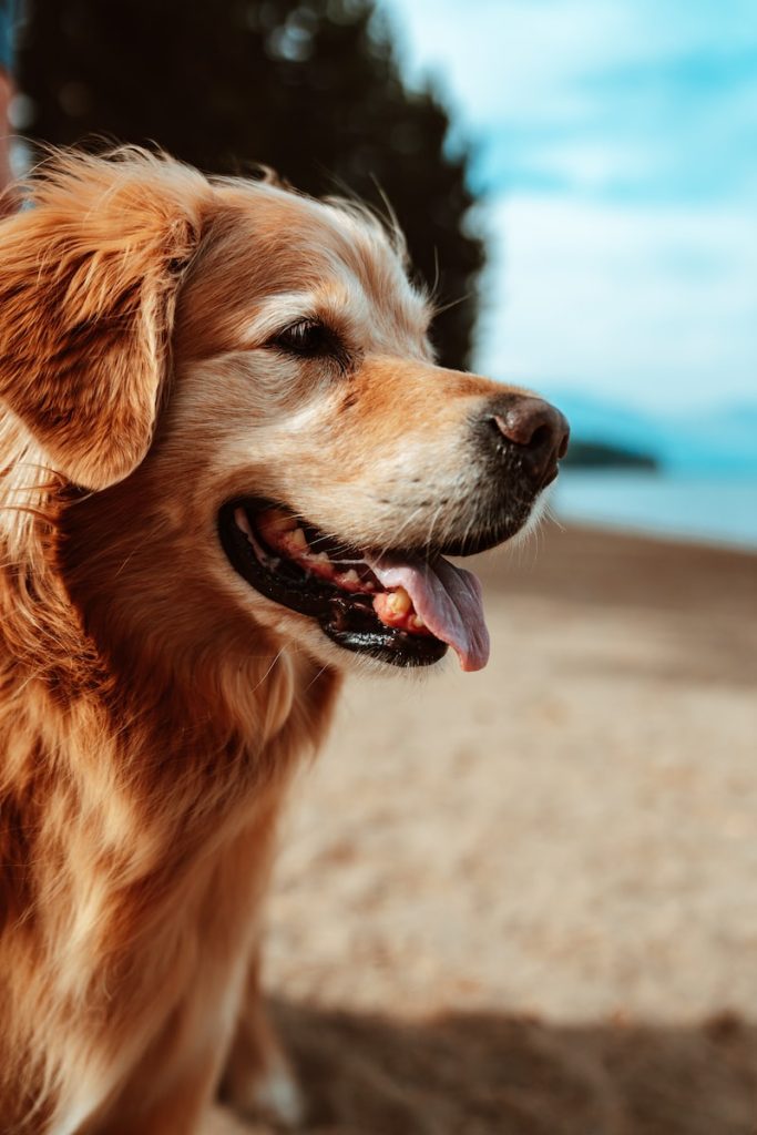 Golden Retriever Top 13 des races de chiens pour les enfants