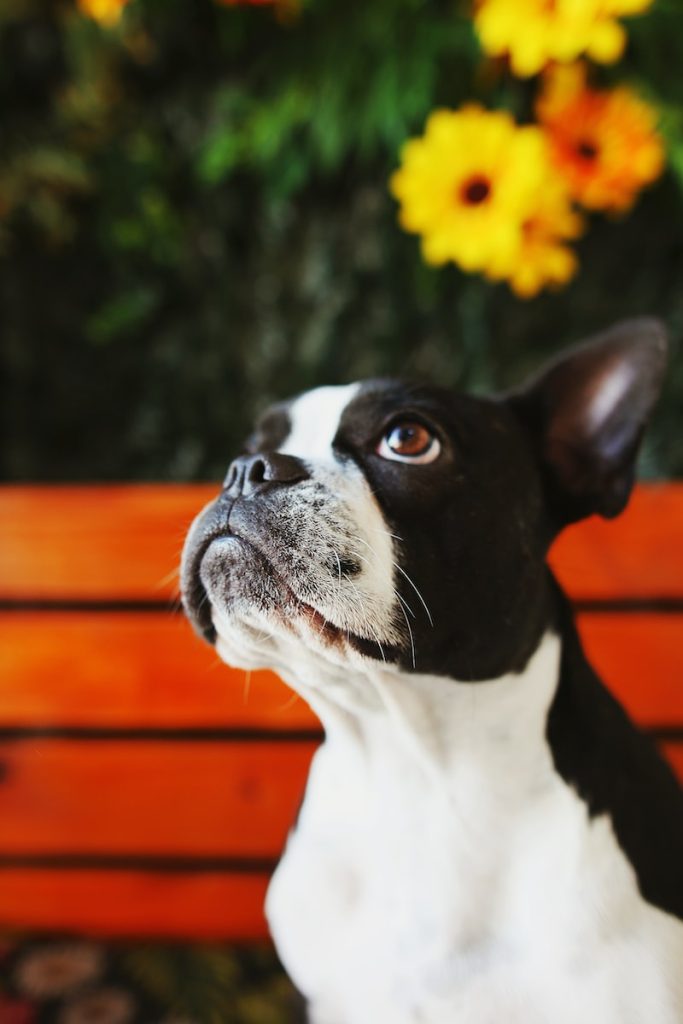 Terrier de Boston Top 13 des races de chiens pour les enfants