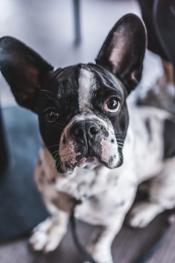 Bulldog Français Top 13 des races de chiens pour les enfants