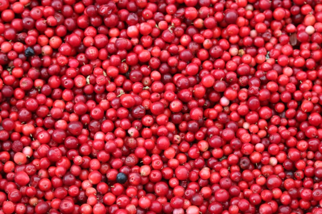 Alzheimer : manger ce fruit protège votre cerveau baies Goji Plare
