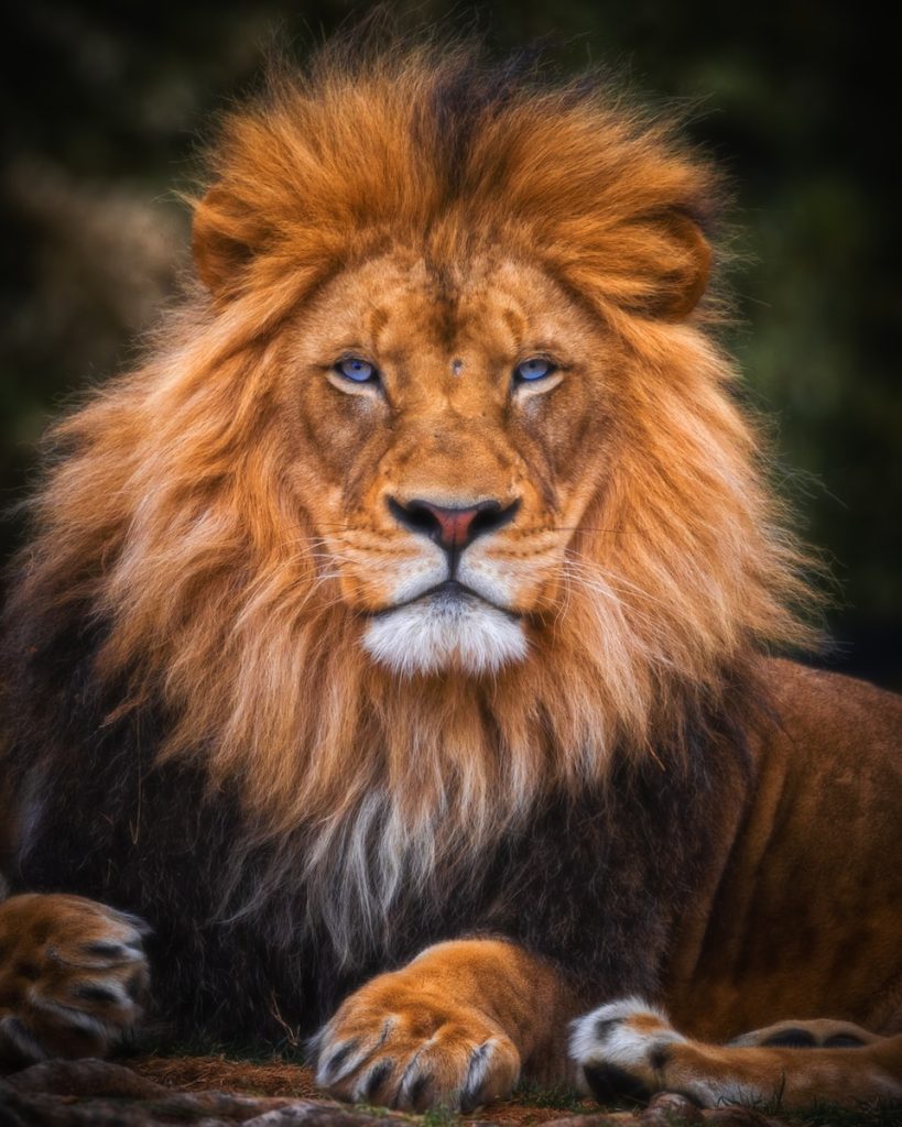 Classement plus beau parc animalier zoo France Plare