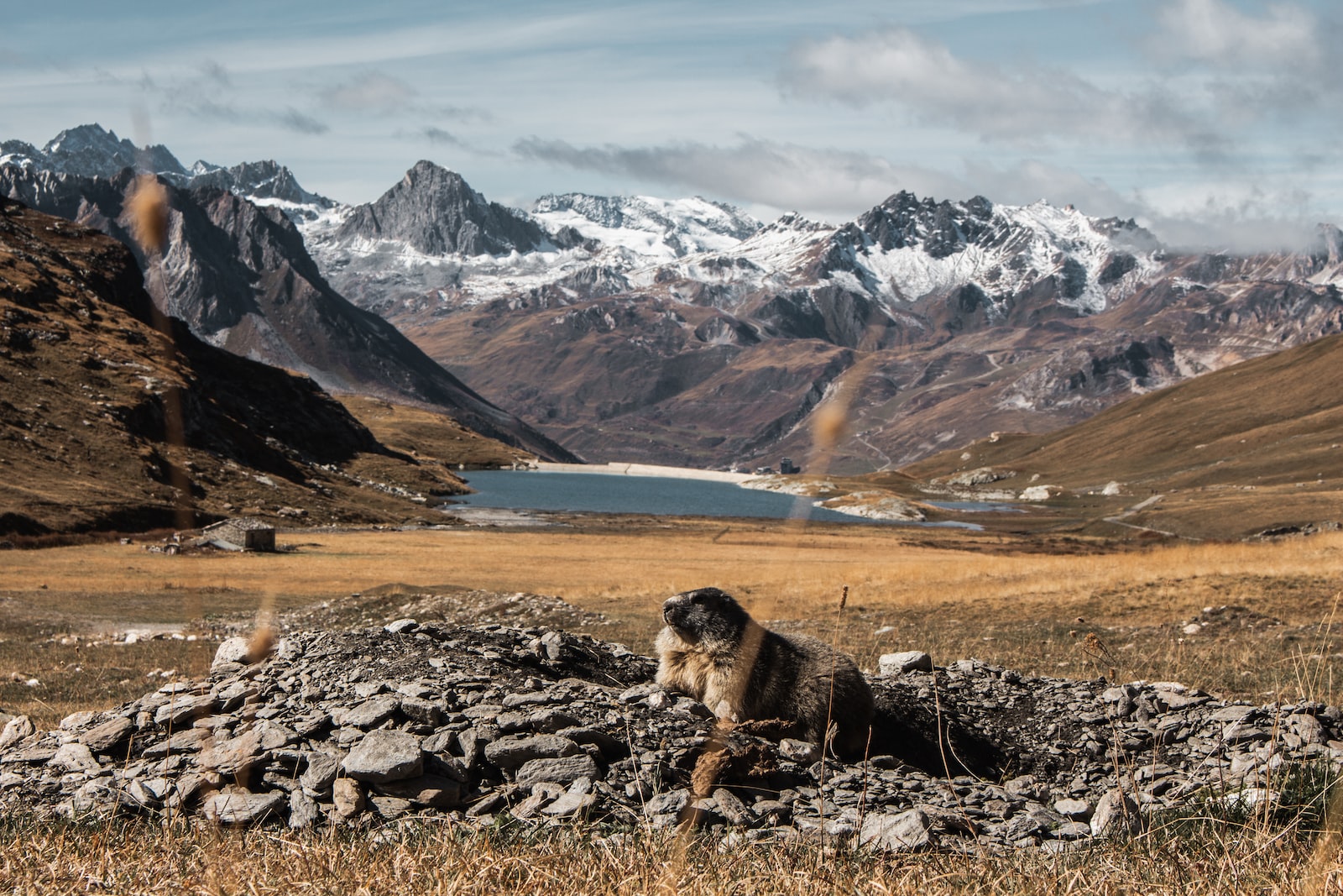 Marmotte Top 16 des animaux qui hibernent