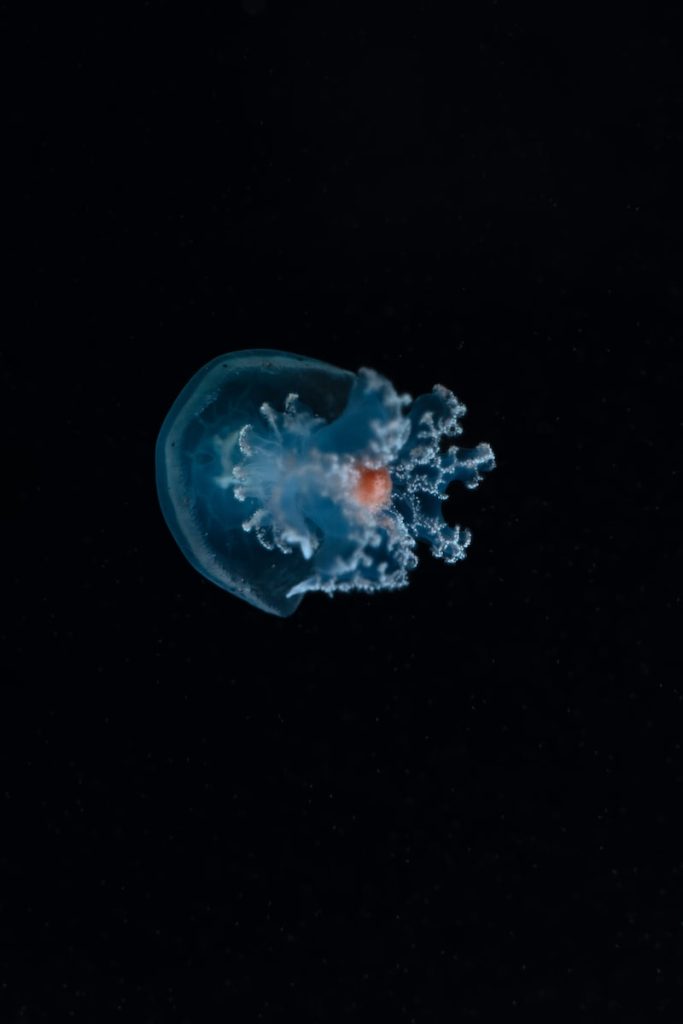 Top 17 plus beau aquarium France Plare