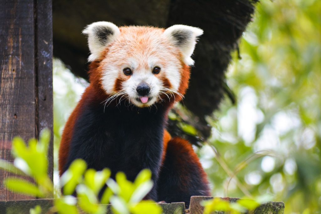 Classement des 13 plus beaux parcs animaliers zoos France Plare