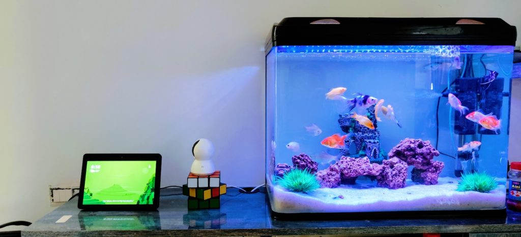 Les 9 meilleurs poissons pour débuter avec un petit aquarium