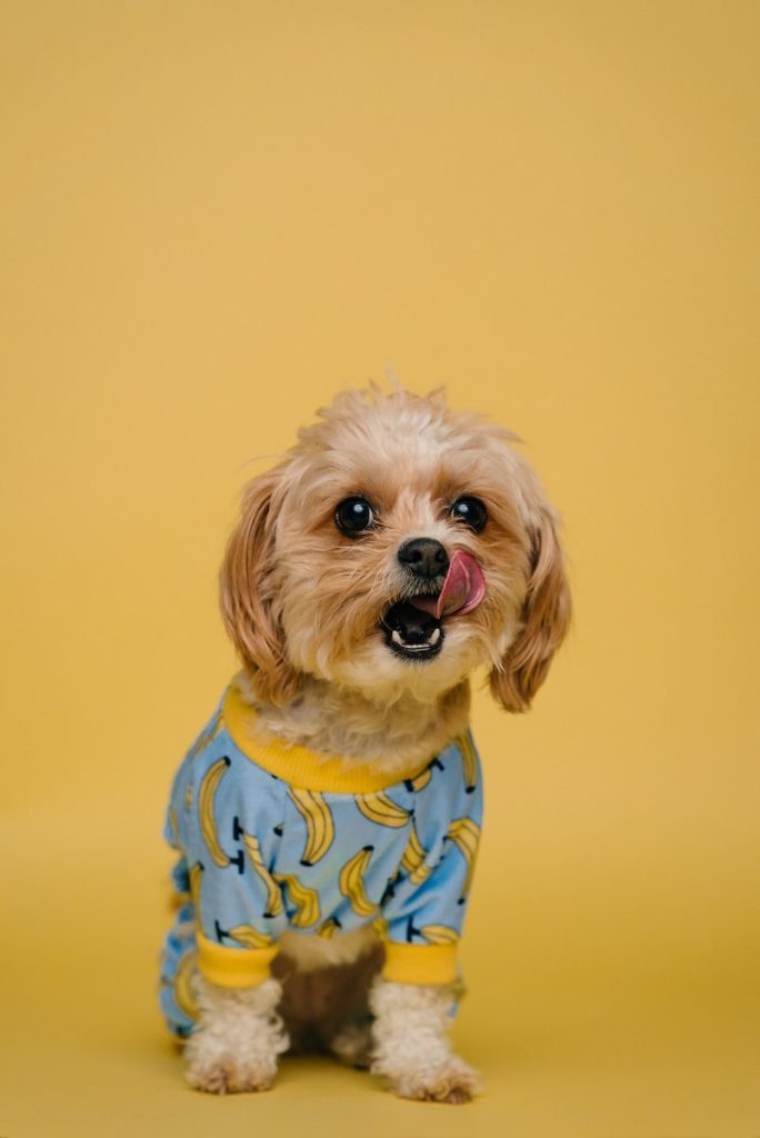 Et Pourquoi mon chien me lèche tout le temps ?