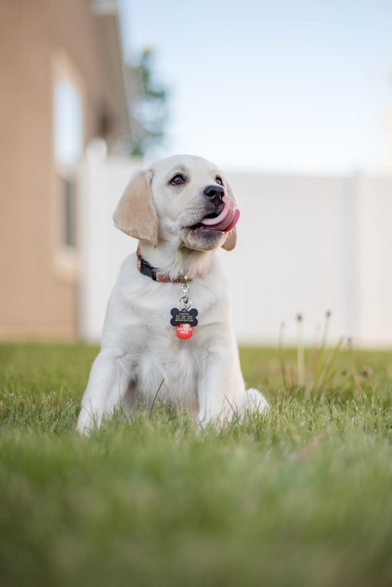 Pourquoi mon chien lèche tout ? Et Pourquoi mon chien me lèche tout le temps ? Plare.