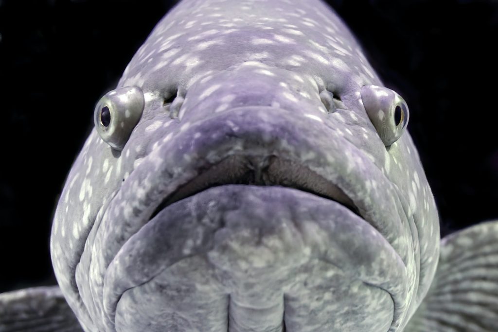 Top des plus beaux aquariums France Plare
