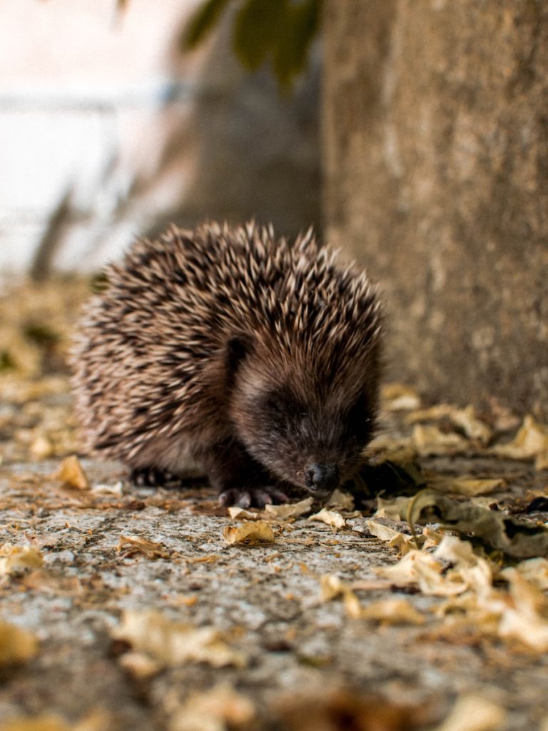 Top 16 des animaux qui hibernent