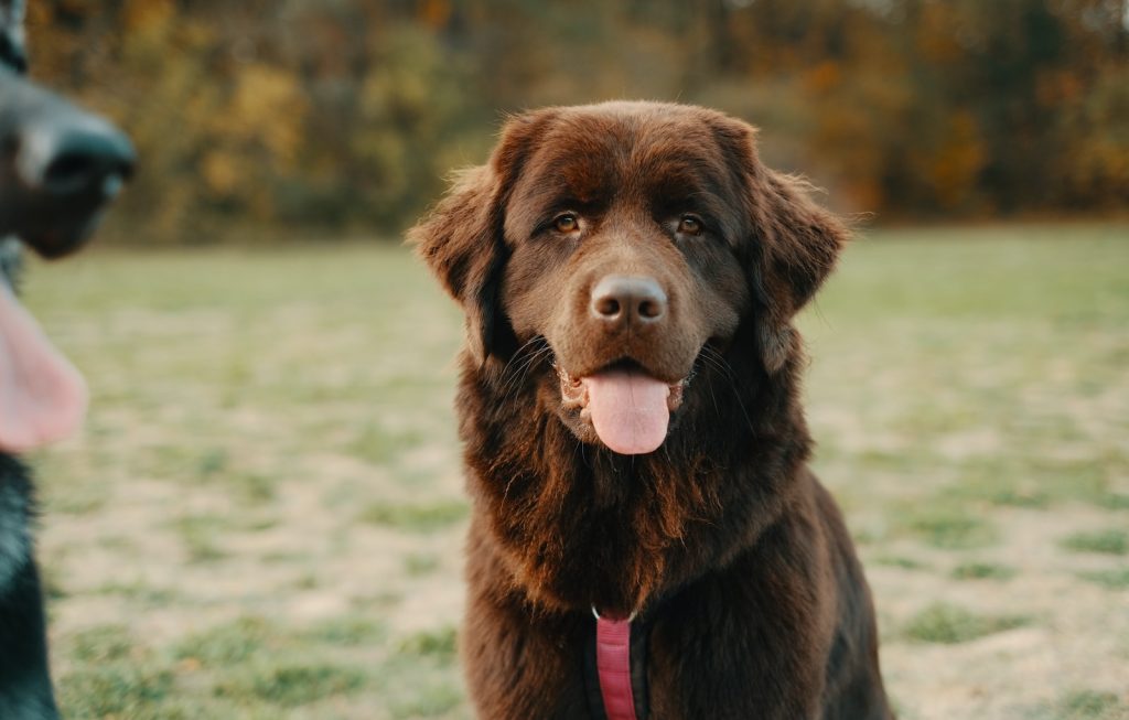 Terre Neuve Top 13 des races de chiens pour les enfants