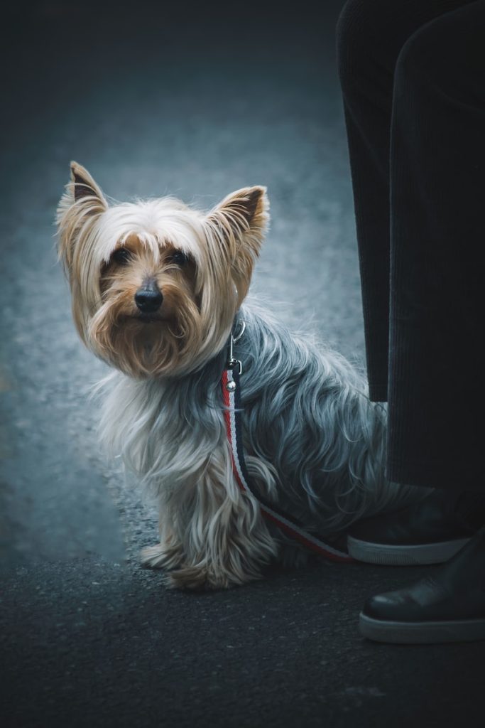 Yorkshire terrier Top 13 des races de chiens pour les enfants