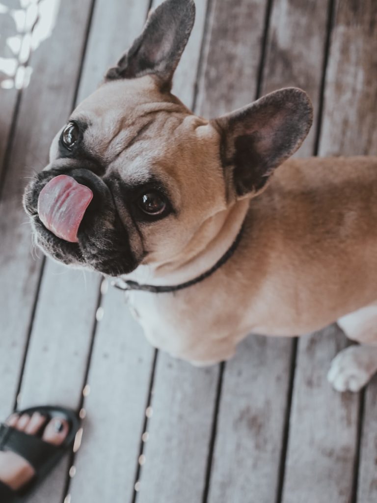 Pourquoi mon chien lèche tout ? Plare  
