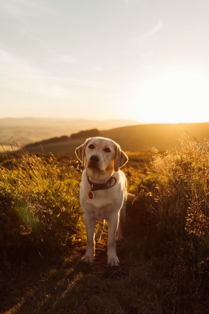 Labrador Top 13 des races de chiens pour les enfants
