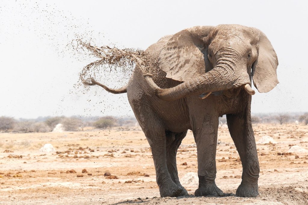 Elephant Liste des animaux de A à Z