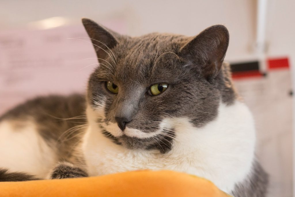 Chat Liste des animaux de A à Z