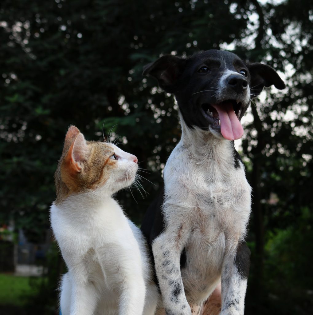 Chat chien tu préfères quoi Plare