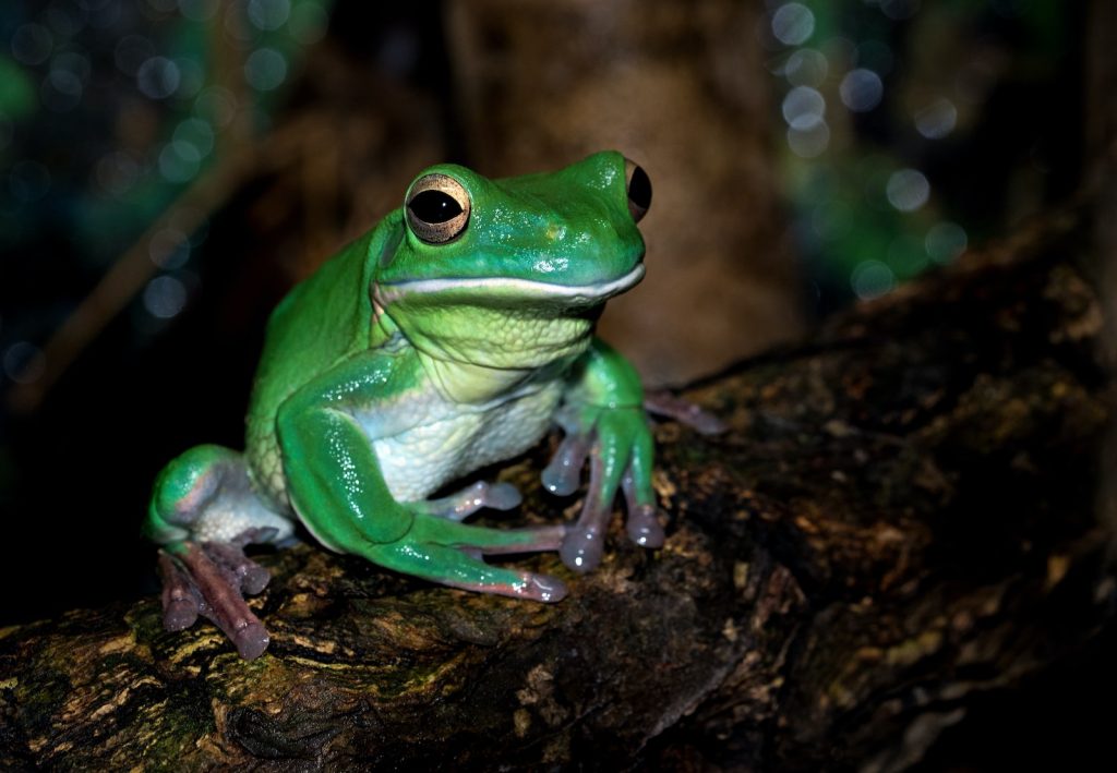 Grenouille Top 16 des animaux qui hibernent