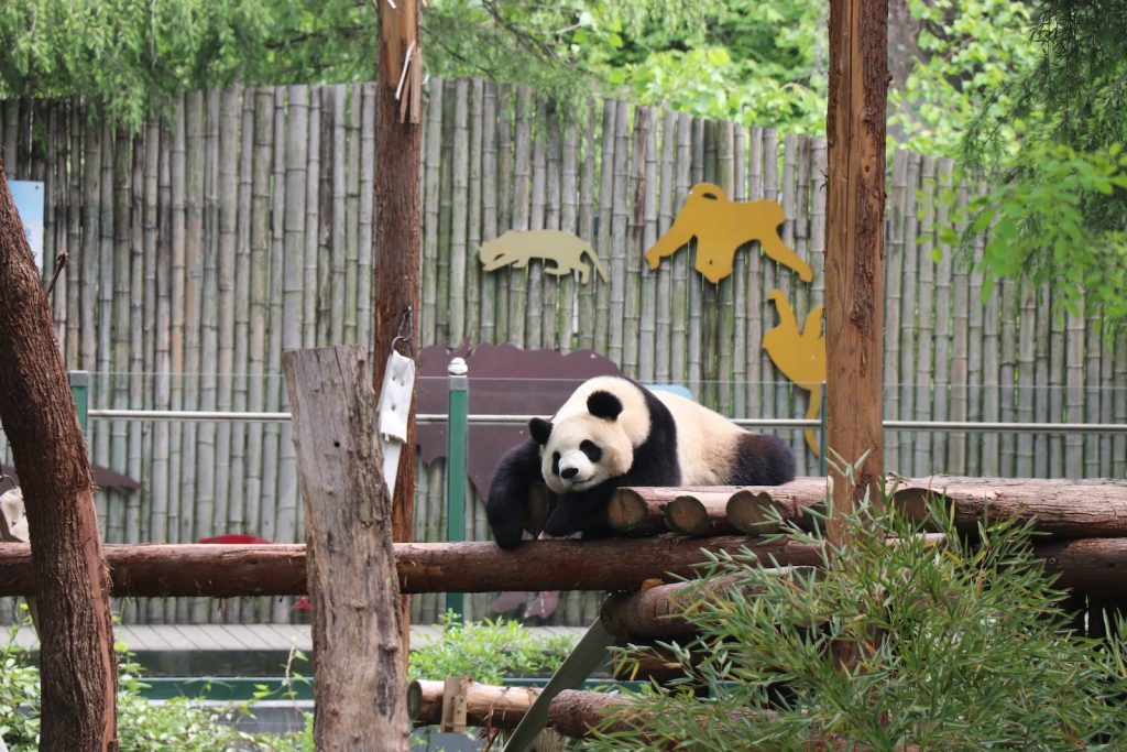 Panda Liste des animaux de A à Z