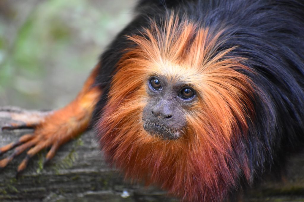 Classement plus beaux parcs animaliers zoos France Plare