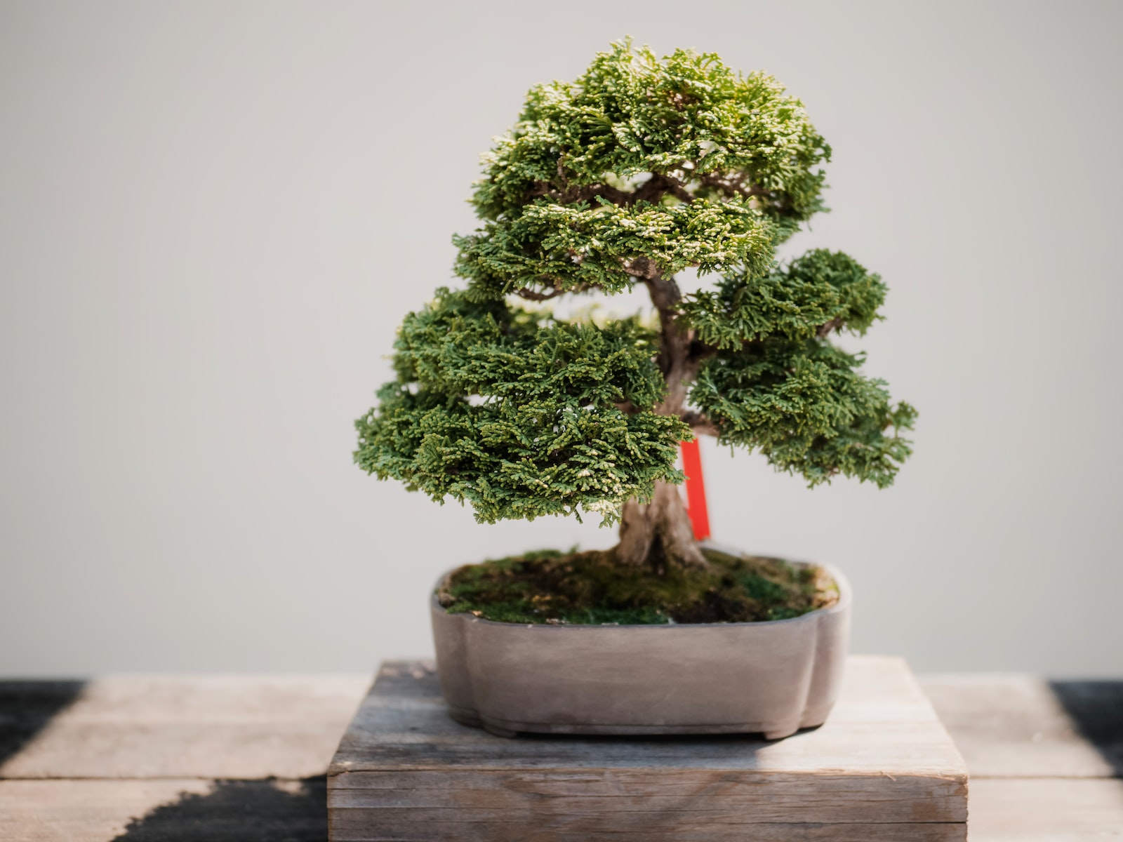 Bonsai Aloe vera top plus belles plante intérieur Plare