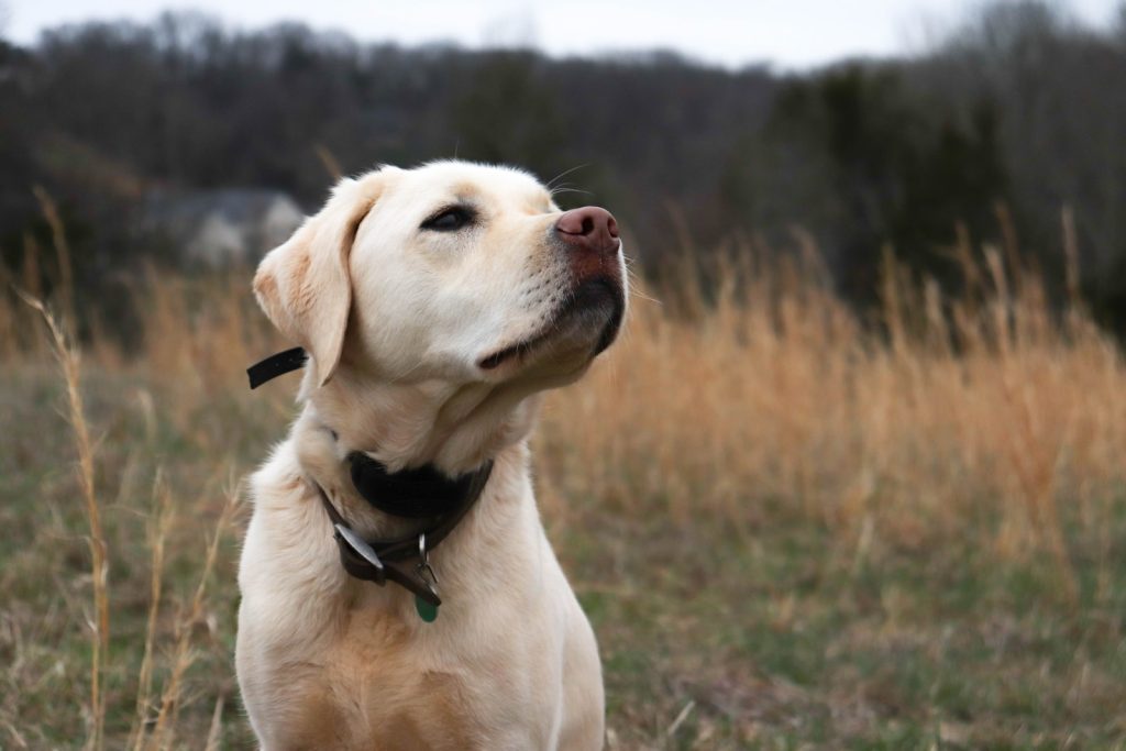 Top races de chiens qui mordent le plus en France