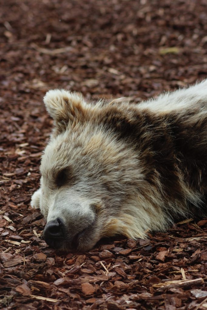L'ours n'hiberne pas mais hiverne Top animaux qui hibernent