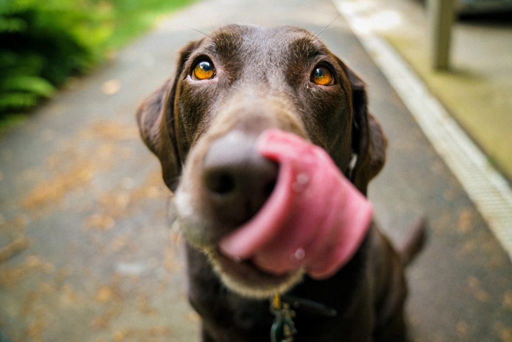 Pourquoi mon chien lèche tout ?  Et Pourquoi mon chien me lèche tout le temps ? Plare