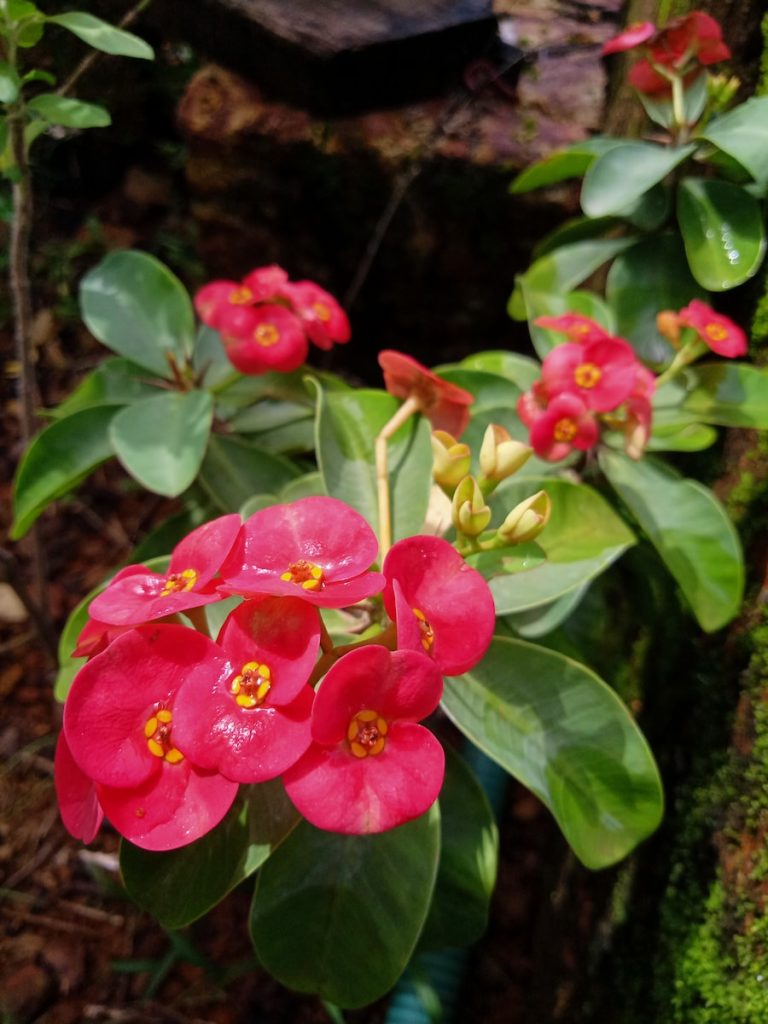 Euphorbia top plus belles plante intérieur