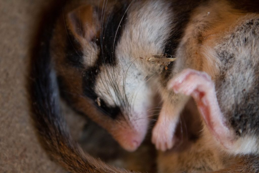 Top 16 des animaux qui hibernent loir