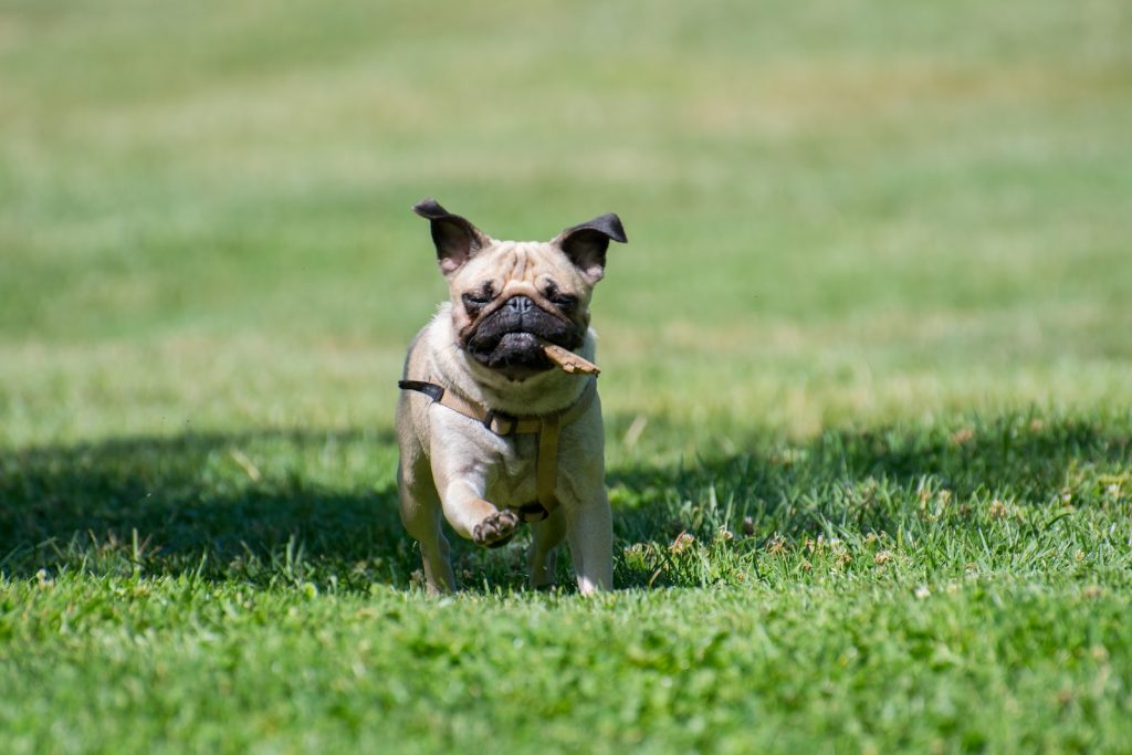 Carlin Top 13 des races de chiens pour les enfants