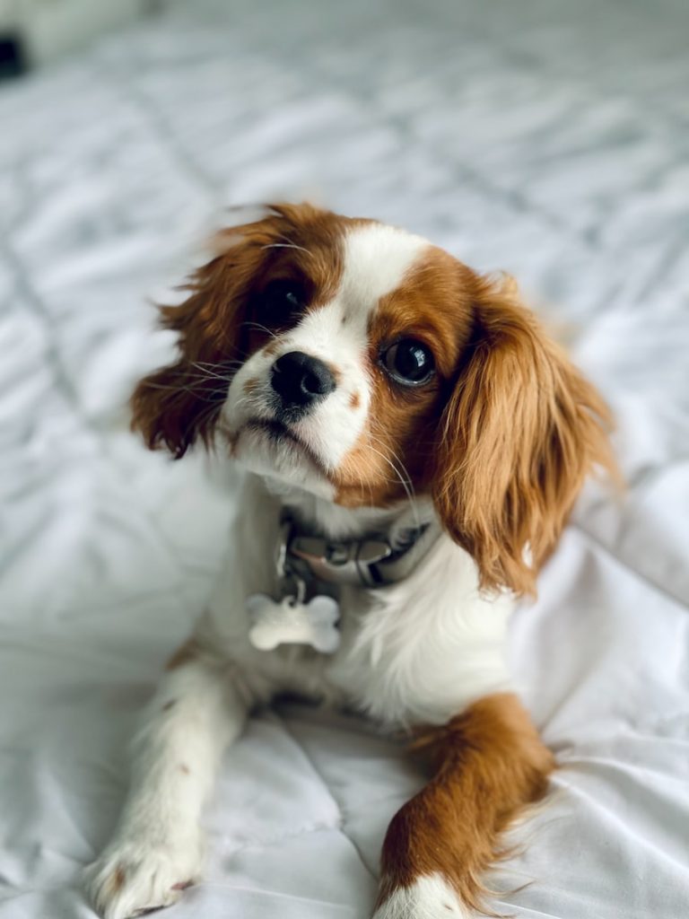 Cavalier King Charles Top 13 des races de chiens pour les enfants