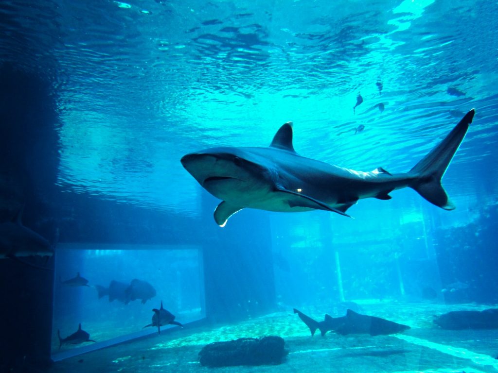 Top 17 des plus beaux aquariums de France Plare