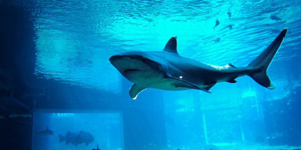 Top 17 des plus beaux aquariums de France Plare.