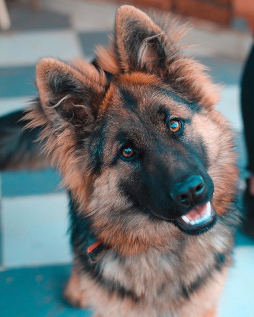 Top 11 des races de chiens qui mordent le plus en France