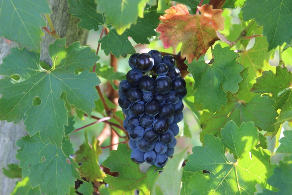 Trouver de bons vins à tous les prix vraiment moins chers