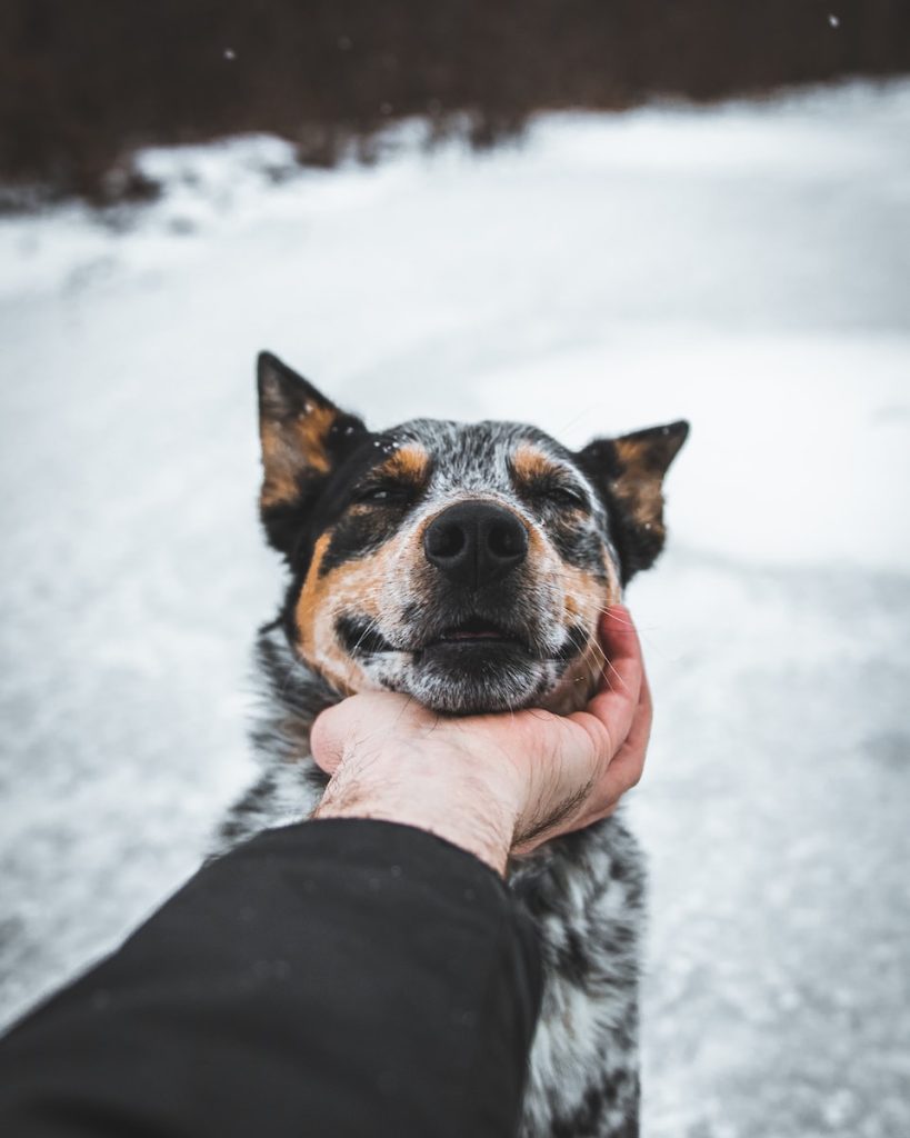 Bouvier australien Top 13 des races de chiens pour les enfants