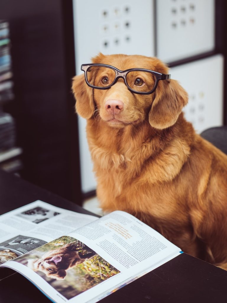 Top 17 races chiens les plus intelligentes
