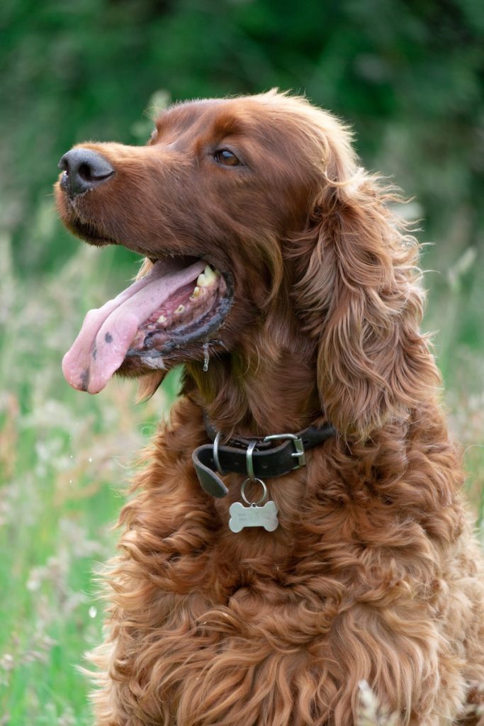 Setter irlandais Top 13 des races de chiens pour les enfants