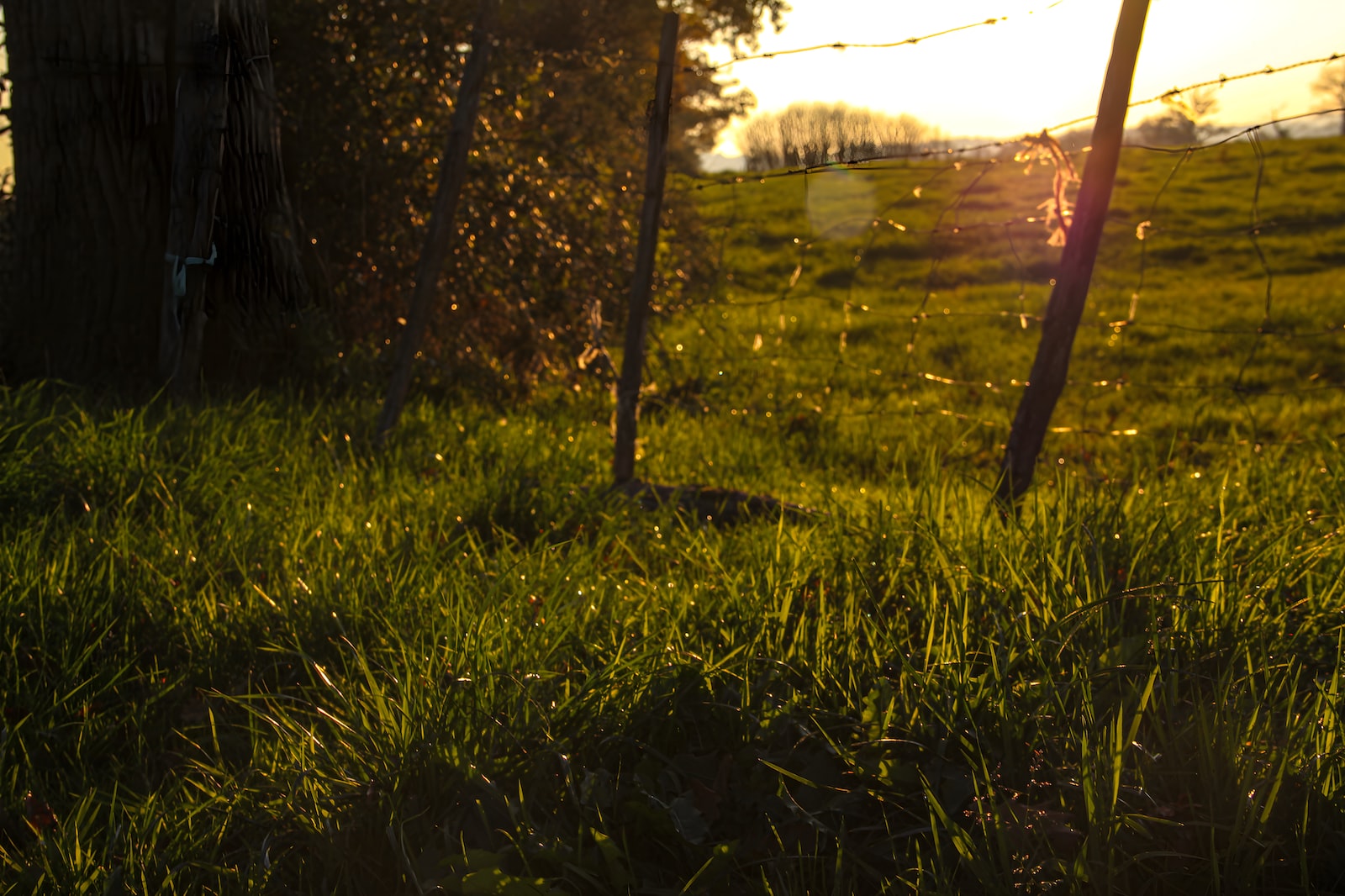 Limousin