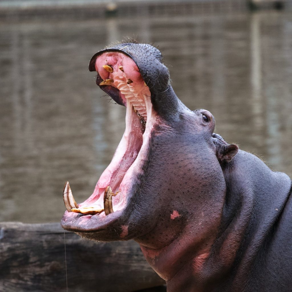 hippopotame animaux les plus lourds au monde