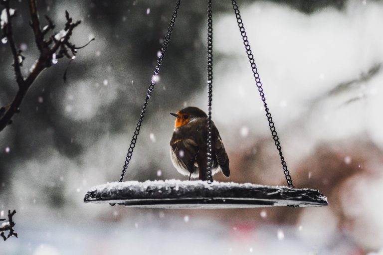6 idées pour s’occuper de son jardin en hiver