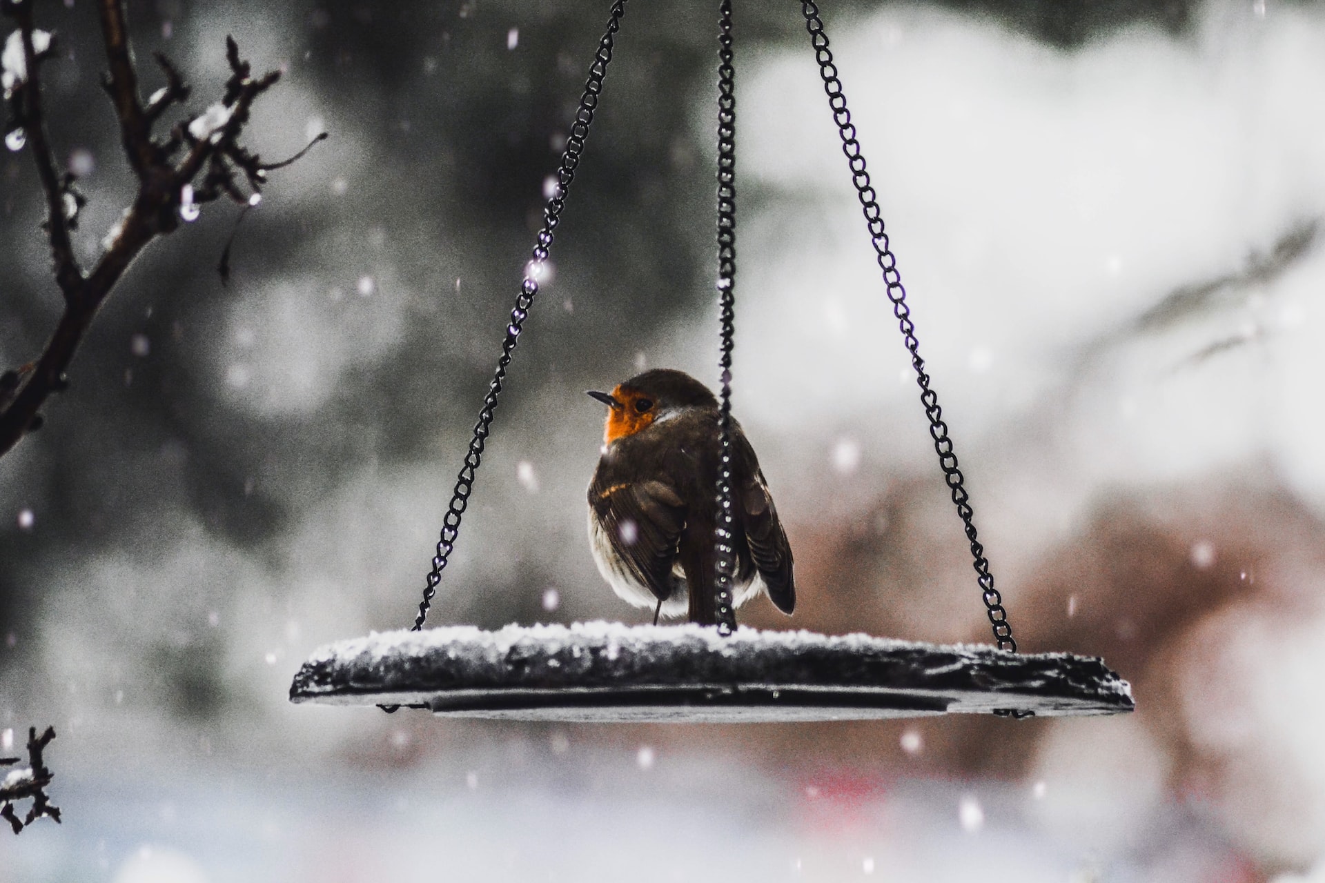 6 idées pour s’occuper de son jardin en hiver