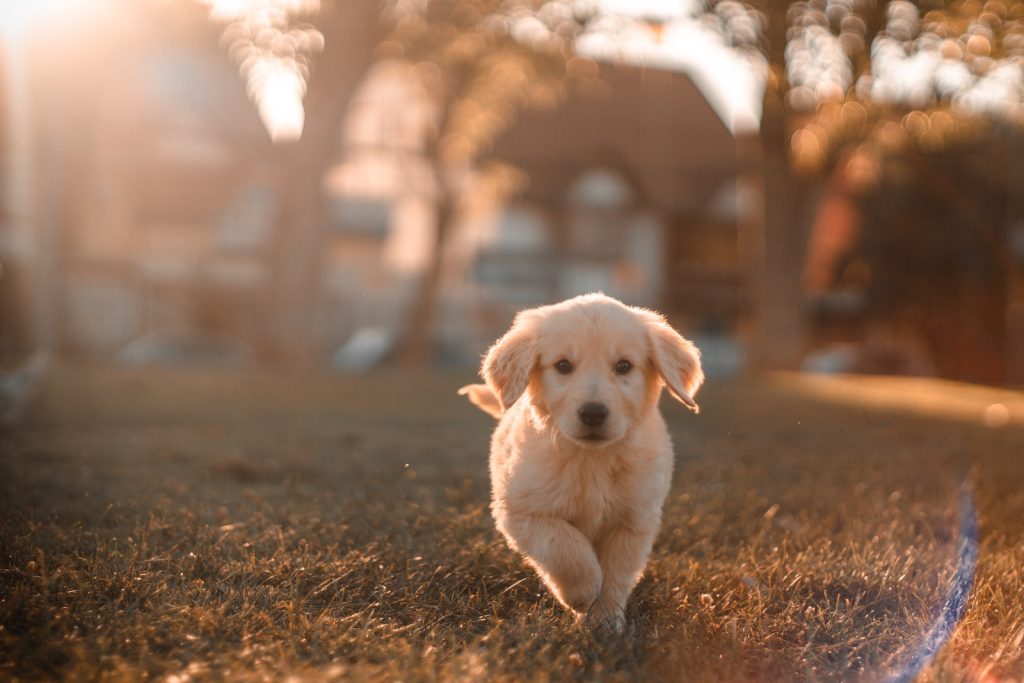Combien temps peut-on laisser chien seul