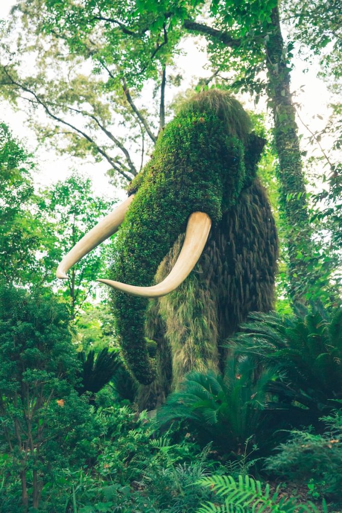 mammouth