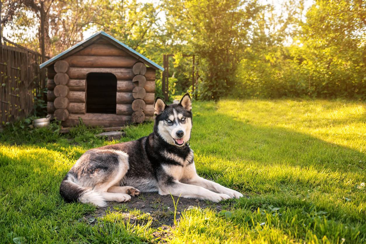 niche XXL pour chien